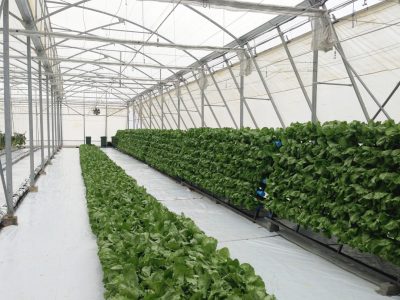Hydroponic production