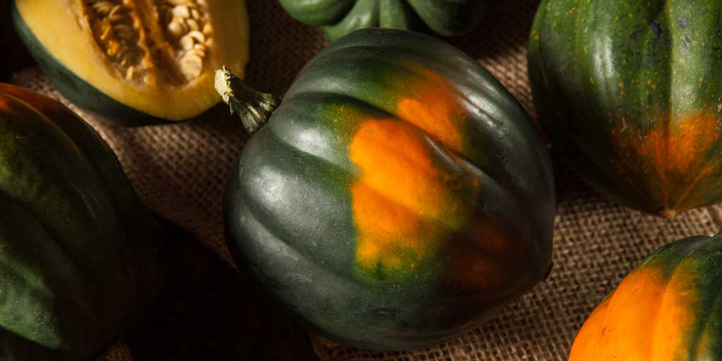 Farming and Production about Acorn Squash - TexasRealFood