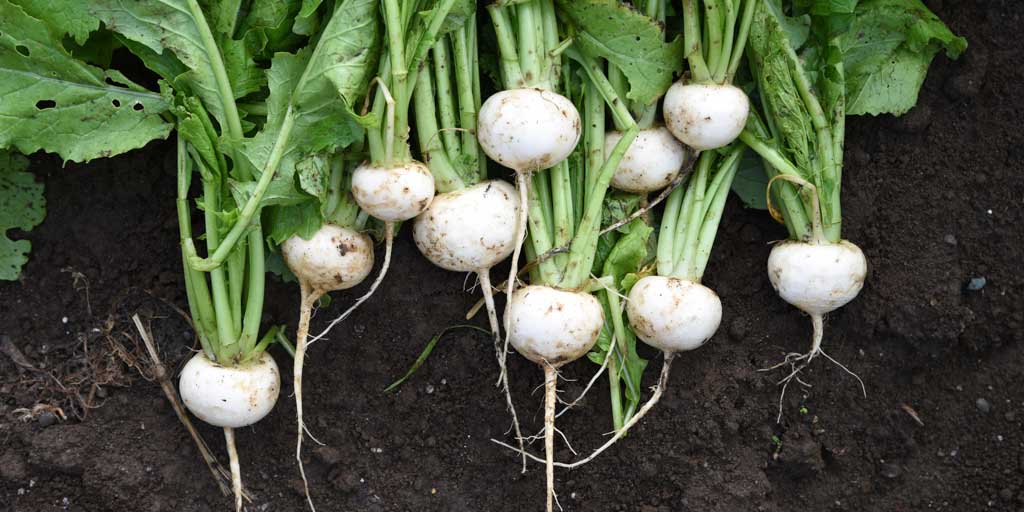 Japanese Turnips