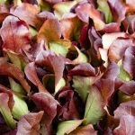 Red Oak Leaf Lettuce