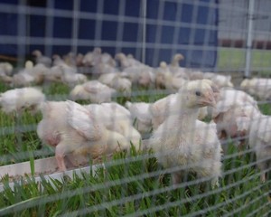 BCS Chicken Farm