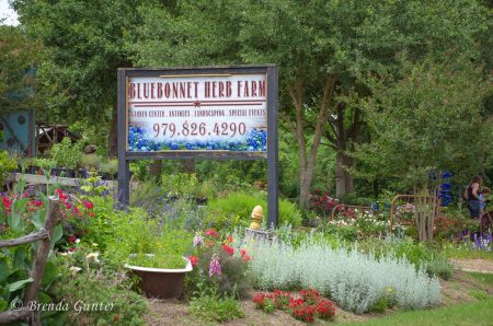 Bluebonnet Herb Farm