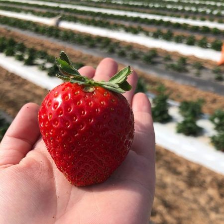 Sweet Berry farm