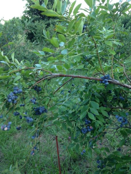 Sundance Ranch Blueberries