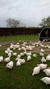 Jolly Farms Chickens