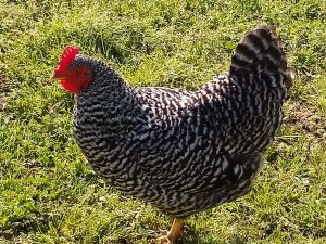 Penny’s Pastured Poultry