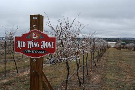 Red Wing Dove Vineyard and Winery