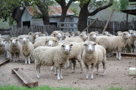 Stonewall Fine Wool and Lambs