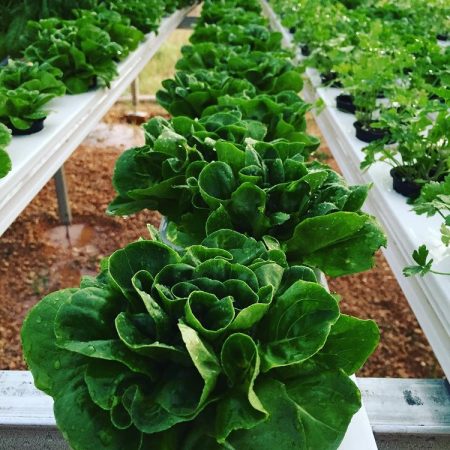 Rising Kale Farms