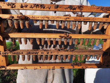 Coronado Honey Bee Farms