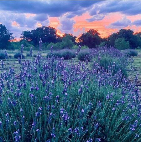 Rockin’ H Lavender Farm