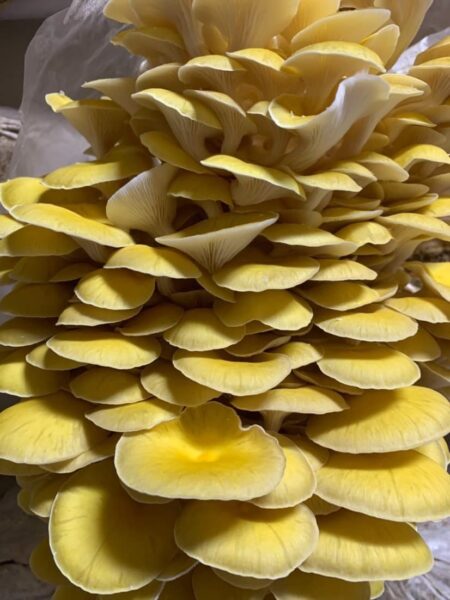 Enchanted Mushrooms