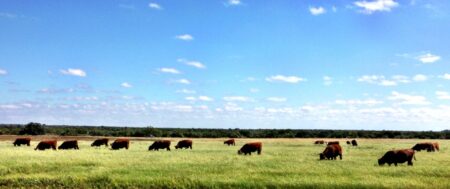 ML Farms Texas – McCollum-Lemke Ranches