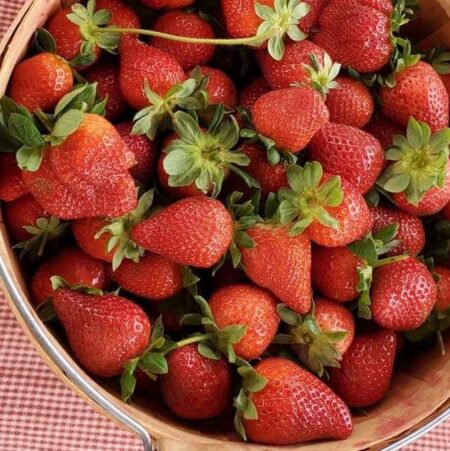 Kosub Farms Strawberries